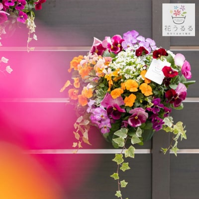 パンジー・ビオラの花うるるハンギング寄せ植え「カシスオレンジ Mサイズ」 D574
