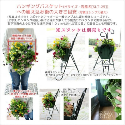 パンジー・ビオラの花うるるハンギング寄せ植え「カシスオレンジ Mサイズ」 D574