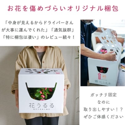 パンジー・ビオラの花うるるハンギング寄せ植え「カシスオレンジ Mサイズ」 D574