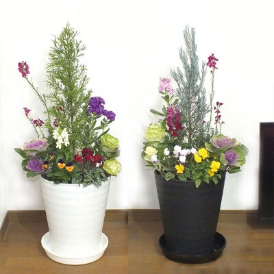季節の花の寄せ植え　8号鉢　選べる鉢色　室内園芸装飾マイスター岡部太郎氏監修 C032