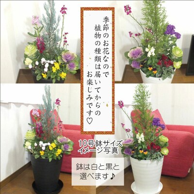 季節の花の寄せ植え　8号鉢　選べる鉢色　室内園芸装飾マイスター岡部太郎氏監修 C032