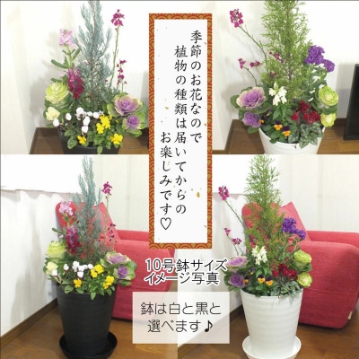 季節の花の寄せ植え　10号鉢　選べる鉢色　室内園芸装飾マイスター岡部太郎氏監修 C012