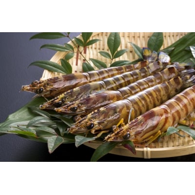 旭水産活き車海老(あいおえび)350g(9～13尾)【養殖】 D247