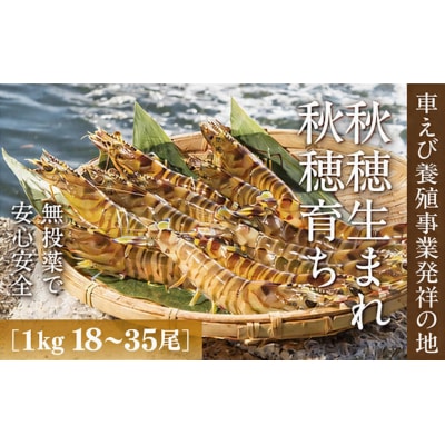 旭水産活き車海老(あいおえび)1kg(18～35尾)【養殖】C060