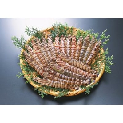 旭水産活き車海老(あいおえび)1kg(18～35尾)【養殖】C060