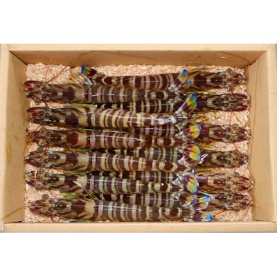 旭水産活き車海老(あいおえび)1kg(18～35尾)【養殖】C060