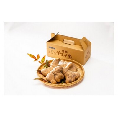 徳地やまのいも箱入り1kg(秀) D533