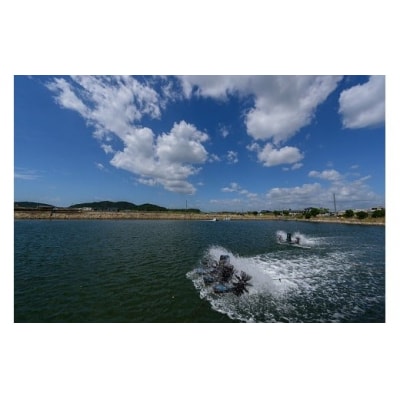 秋穂産活き〆冷凍車海老(あいおえび)400g(8～14尾)【養殖】D238