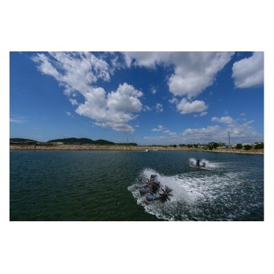 秋穂産活き〆冷凍車海老(あいおえび)400g(10～15尾)【養殖】D238