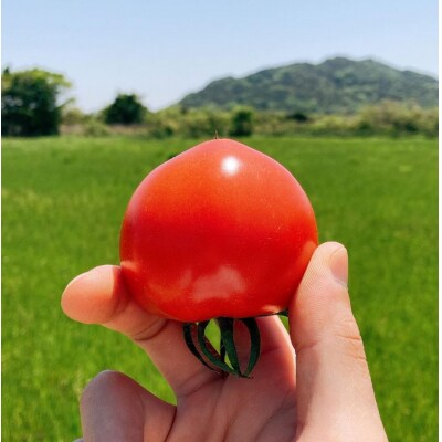 山口秋穂トマト　浜青江とまと農園 D517