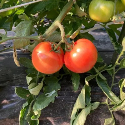 山口秋穂トマト　浜青江とまと農園 D517