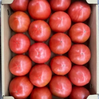 山口秋穂トマト　浜青江とまと農園 D517