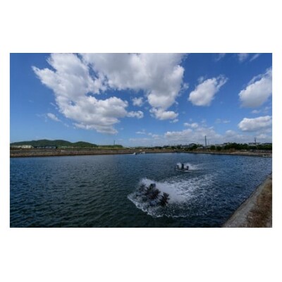 秋穂産車海老西京漬(冷凍) D378