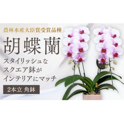 【農林水産大臣賞受賞品種】スタイリッシュな『乙姫(おとひめ)』*角鉢*2本立 D368