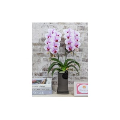 【農林水産大臣賞受賞品種】スタイリッシュな『乙姫(おとひめ)』*角鉢*2本立 D368