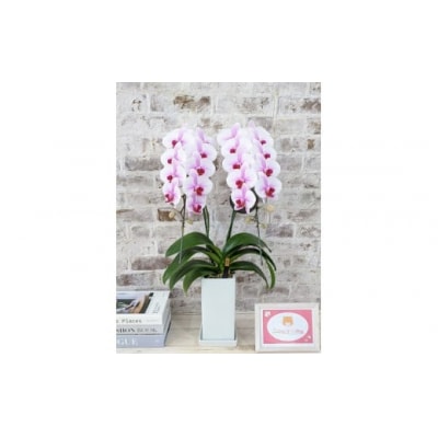 【農林水産大臣賞受賞品種】スタイリッシュな『乙姫(おとひめ)』*角鉢*2本立 D368