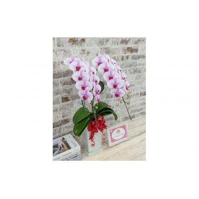 【農林水産大臣賞受賞品種】スタイリッシュな『乙姫(おとひめ)』*角鉢*2本立 D368