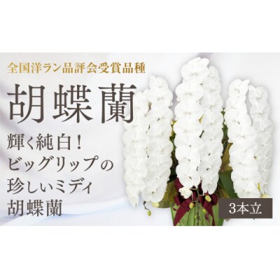 【全国洋ラン品評会受賞品種】ミディ系ホワイト胡蝶蘭『リトルシルキー』*3本立* B085