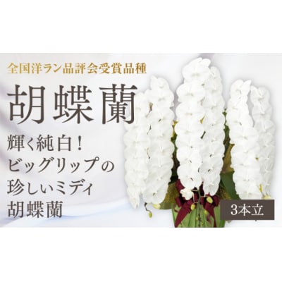 【全国洋ラン品評会受賞品種】ミディ系ホワイト胡蝶蘭『リトルシルキー』3本立[LS-3]　B103