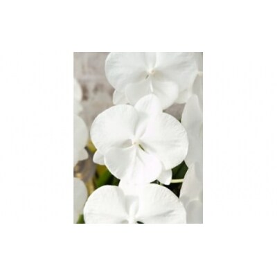 【全国洋ラン品評会受賞品種】ミディ系ホワイト胡蝶蘭『リトルシルキー』*2本立* C099