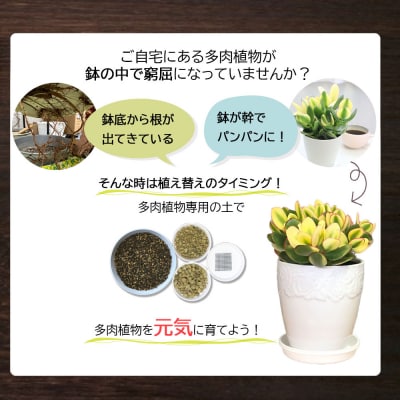 培養土　【植え替え土セット】　多肉植物の土 E102