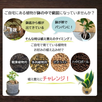 培養土　【植え替え土セット】　観葉植物の土　6号 E105
