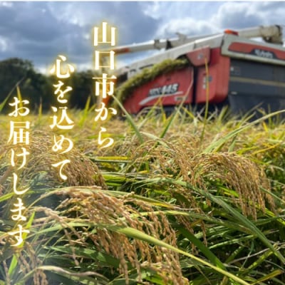 農家直送!山口市産新米「きぬむすめ」精米10キログラム D571