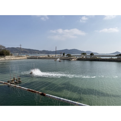 【秋穂産車海老使用】本格カンジャンセウ　5尾入り D413