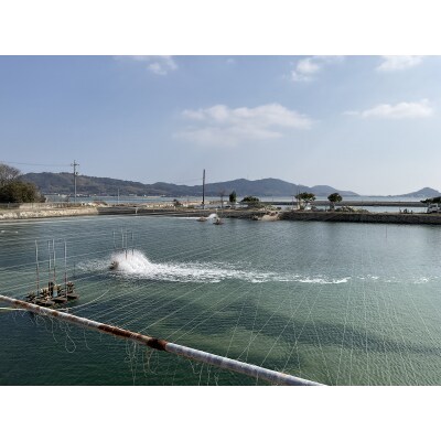 【秋穂産車海老使用】本格カンジャンセウ　5尾入り D413