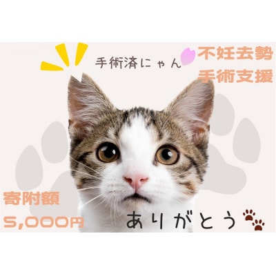 飼い主のいない猫の不妊去勢手術支援～不幸な命を増やさないために～ K011