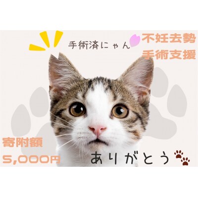 飼い主のいない猫の不妊去勢手術支援～不幸な命を増やさないために～ K011