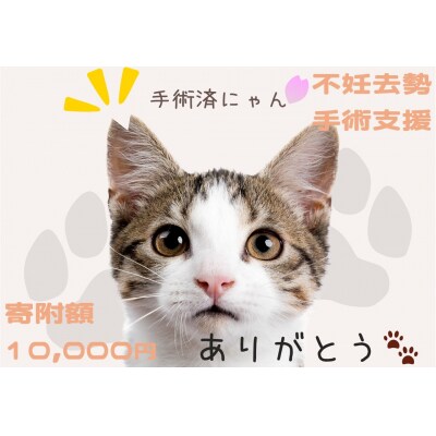 飼い主のいない猫の不妊去勢手術支援～不幸な命を増やさないために～ K012