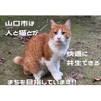 飼い主のいない猫の不妊去勢手術支援～不幸な命を増やさないために～ K012