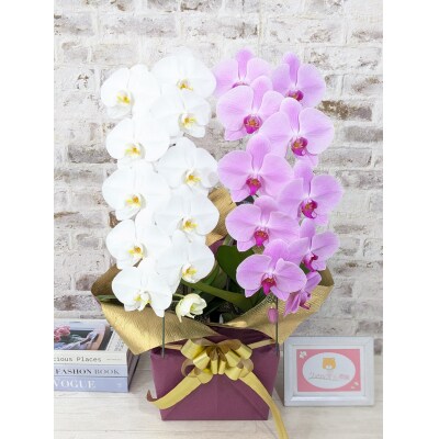 【☆新機能☆ZERO胡蝶蘭】　紅白胡蝶蘭　2本立て*白・ピンク*(大輪)　B098