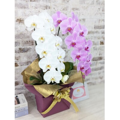 【☆新機能☆ZERO胡蝶蘭】　紅白胡蝶蘭　2本立て*白・ピンク*(大輪)　B098