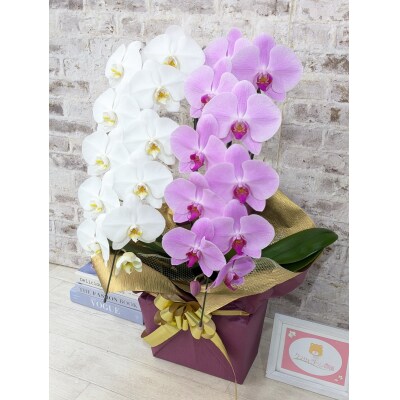 【☆新機能☆ZERO胡蝶蘭】　紅白胡蝶蘭　2本立て*白・ピンク*(大輪)　B098