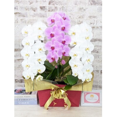 【☆新機能☆ZERO胡蝶蘭】　紅白胡蝶蘭　3本立て*白・ピンク*(大輪)　B099