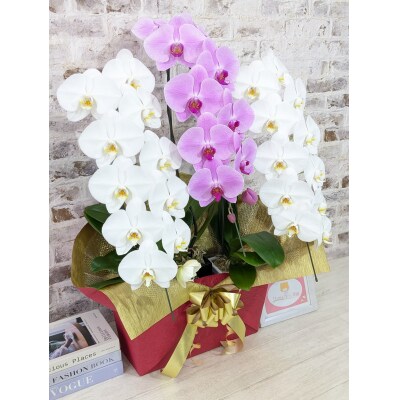 【☆新機能☆ZERO胡蝶蘭】　紅白胡蝶蘭　3本立て*白・ピンク*(大輪)　B099