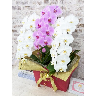 【☆新機能☆ZERO胡蝶蘭】　紅白胡蝶蘭　3本立て*白・ピンク*(大輪)　B099