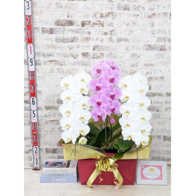 【☆新機能☆ZERO胡蝶蘭】　紅白胡蝶蘭　3本立て*白・ピンク*(大輪)　B099