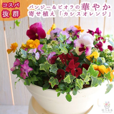 パンジー&ビオラの寄せ植え[カシスオレンジ(プランター版] D546
