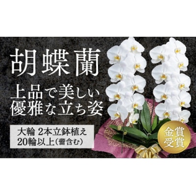 【金賞受賞】レギュラー鳴滝清流胡蝶蘭2本立 C018