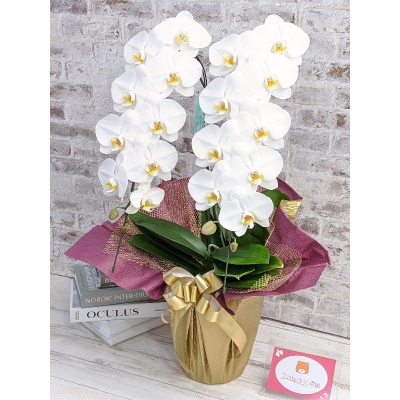 【金賞受賞】レギュラー鳴滝清流胡蝶蘭2本立 C018