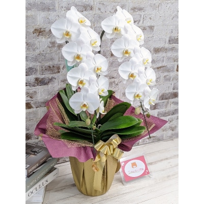 【金賞受賞】レギュラー鳴滝清流胡蝶蘭2本立 C018