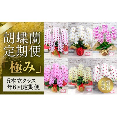 胡蝶蘭定期便『極み』(5本立てクラス年6回) A007