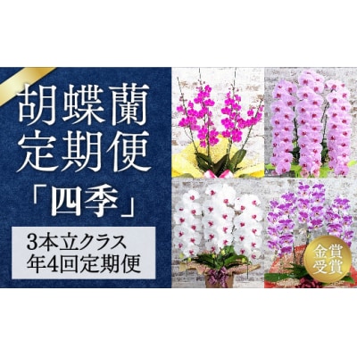 〈季節の胡蝶蘭定期便〉　A112