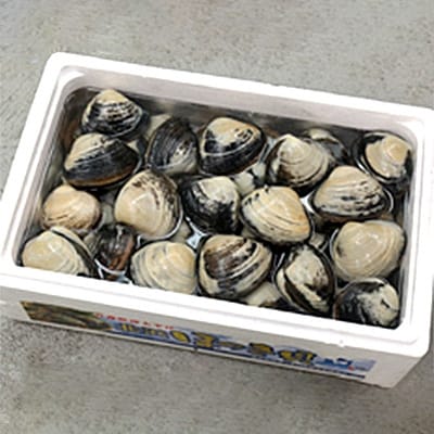期間限定!ほっき貝セット(約12kg)【加熱用】