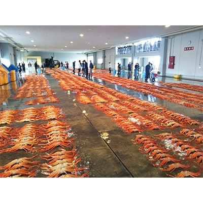 【おすすめ】新湊産紅ズワイガニ約500g