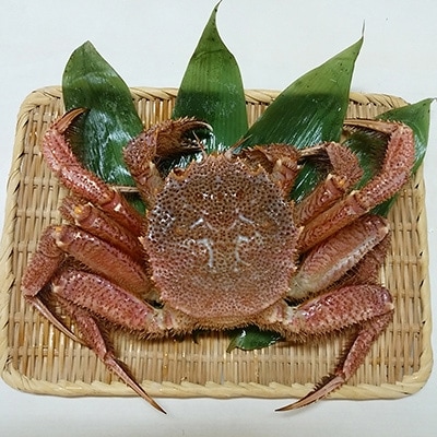 【特選】新湊産毛ガニ1尾約700g(孫七タグ付き)