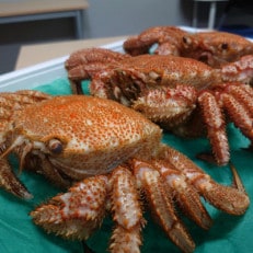 【おすすめ】富山産　毛がに約350g×3尾